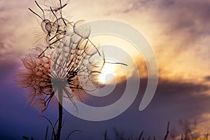 A huge fluffy dandelion against a dramatic sunset sky. Fuzzy architecture. Flower closeup.