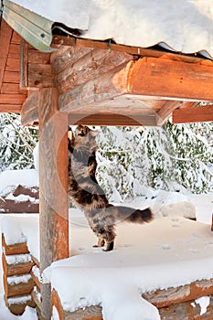 Huge fluffy Maine Coon cat sharpens its claws on a woody log. Cat on a winter walk in the village.