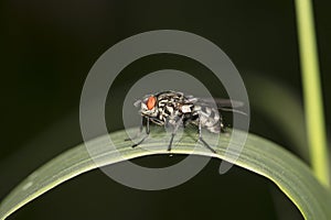 A huge fly sits on the grass