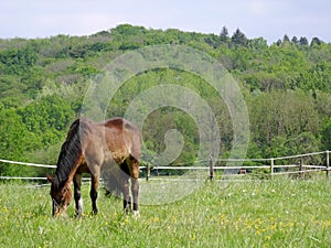 Huge forest part and grazing nice horse in the foreground