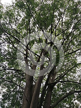 A huge forest tree with big trumps and green leaves at the park photo