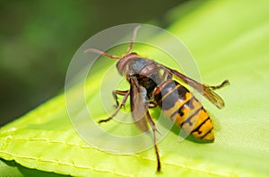 Huge forest wasp. Poisonous wasp