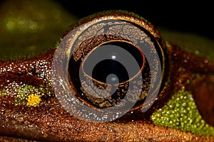 Huge frog eye