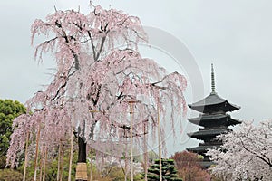 The huge Funi Sakura tree in blossom and famous Five-story Pagoda in Toji Temple in Kyoto