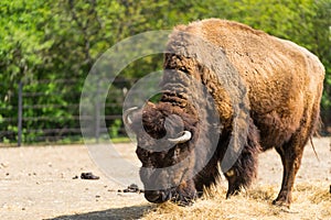 Huge furry Bison. Horned buffalo. Buffalo eating hay. One Bison.