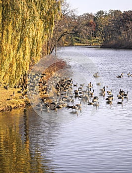 Huge Gaggle of Canada Geese on River