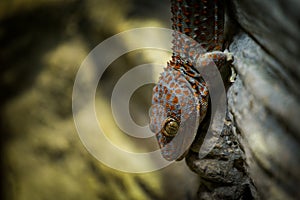 Huge gecko on the wall