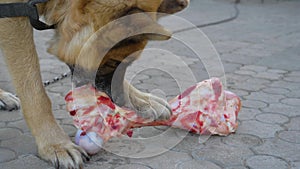 Huge German Shepherd On A Chain Eats A Big Bone With Meat In The Yard