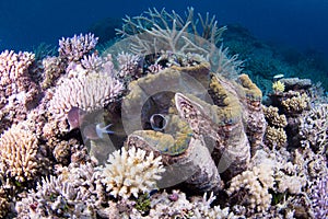 A huge giant clam, surrounded by healthy hard coral