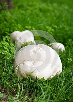 Huge Giant puffball mushrooms growing in the meadow. Edible and medicinal fungus.