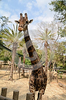 Huge giraffe walking in zoopark