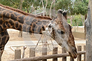 Huge giraffe walking in zoopark