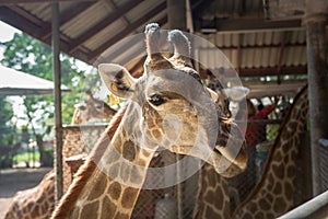 Huge giraffe walking in zoopark