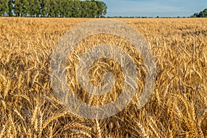 Huge gold wheat field under small forest at summer sunset