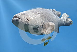 Goliath Grouper Fish Swimming photo