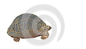 Huge Gopher Tortoise Isolated on White Background, Clipping Path