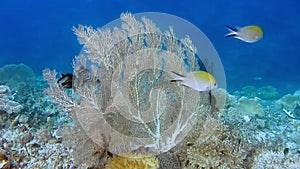 Huge gorgonian fan coral grows on a reef in Raja Ampat, Indonesia. High marine biodiversity