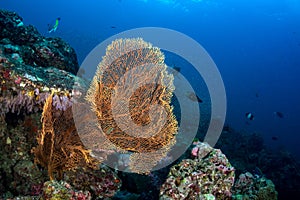 Huge Gorgonian Sea Fan on a tropical coral reef in Andaman sea