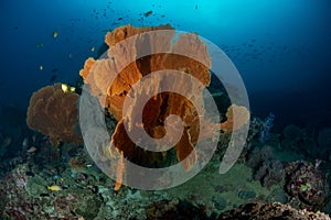 Huge Gorgonian Sea Fan on a tropical coral reef in Andaman sea