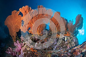 Huge Gorgonian Sea Fans on a tropical coral reef in Andaman sea