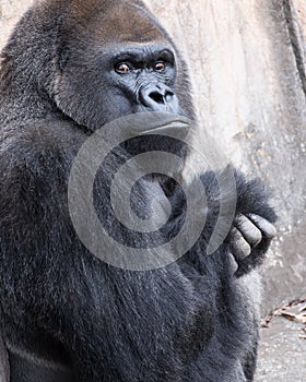 Huge gorilla looking at the camera