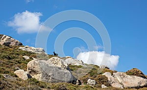 Huge granite rock and on top goat at graze, Volax village in Tinos island Cyclades Greece