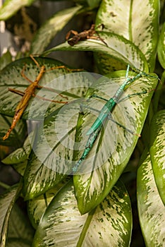 Huge grasshopper in green leaf. Macro photo.