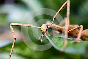 Huge grasshopper in green leaf. Macro photo.