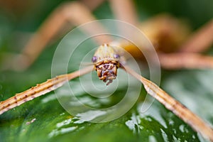 Huge grasshopper in green leaf. Macro photo.