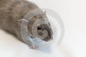 Huge gray domestic rat on a white background