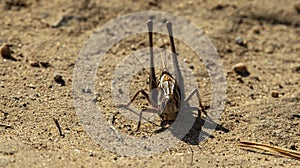 huge gray grasshopper on a sandy road,