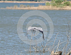 A huge Great Blue Heron flying over some water showing his huge wing span.