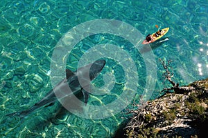 Huge great white shark approaching sea kayak.