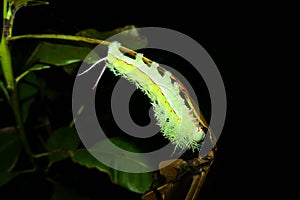 Huge green caterpillar of Periphoba arcaei Saturniidae photo
