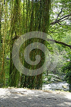 Green forestal, park in havana photo