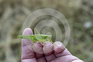Beautiful green grasshopper photo