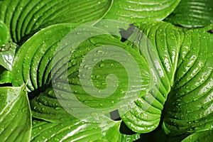 Huge green leaves with drop of dew