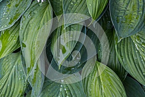 huge green leaves of flowers with drops after rain