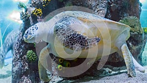 Huge green or loggerhead turtle swimming in the ocean a marine sea life closeup animal portrait