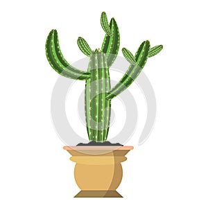 Huge green potted cactus plant vector illustration with beautiful thorns and brown flower pot isolated on white background