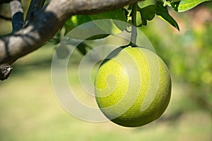 Huge green ripe citrus pomelo grapefruit fruit hanging growing on tree in subtropical outdoor
