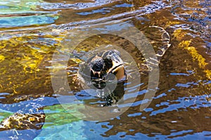 Huge Green Sea Turtle put his head out from water