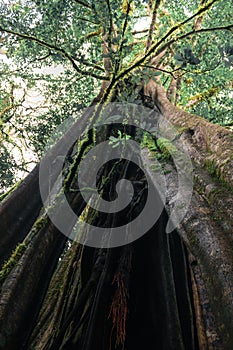 Huge green tree over one hundred and fifty years old in the primary tropical forest of Costa Rica