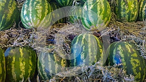 Huge watermelons in the fresh fruit market