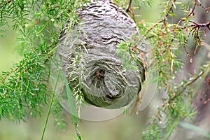 Huge grey papery social wasp's nest built