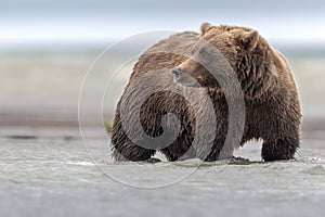 A huge grizzly bear fishing Salomon during low tide, in Katmai.