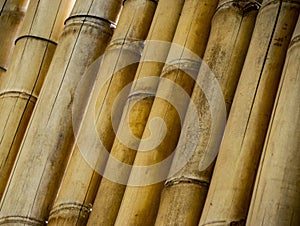 Huge group of bamboo rods close up