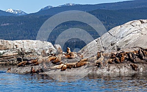 A huge group of large California Sea Lion