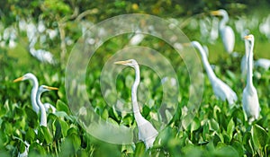 Huge group of white egrets above aguape vegetation in Pantanal
