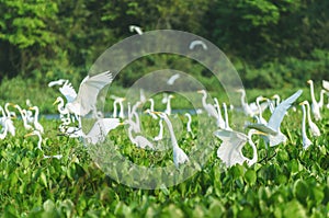 Huge group of white egrets above aguape vegetation in Pantanal